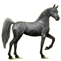 Reitpferd Apfelschimmel