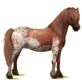 Pony Neufundland Pony Strawberry Roan