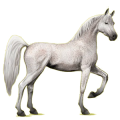 Reitpferd Araber Hellgrau