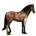 Reitpferd Hellgrau