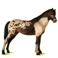 Pony Deutsches Reitpony Fuchs