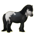Pony Shetlandpony Brauner