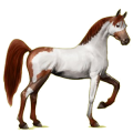Reitpferd Araber Apfelschimmel