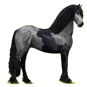 Reitpferd Friese Rappe