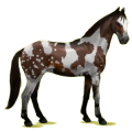 Reitpferd Oldenburger Rappe