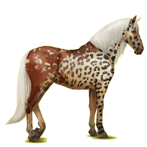 Reitpferd Andalusier Rotbrauner