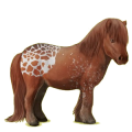 Pony Shetlandpony Fuchs