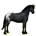 Pony Quarter Pony Rappe