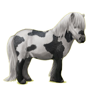 Pony Shetlandpony Fuchs