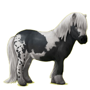 Pony Shetlandpony Fuchs