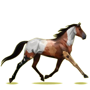 Reitpferd Morgan Rotbrauner