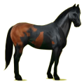 Reitpferd Paint Horse Apfelschimmel mit Tobiano-Scheckung