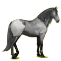 Reitpferd Lipizzaner Apfelschimmel