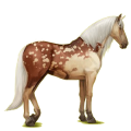 Reitpferd Lipizzaner Hellgrau