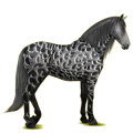 Reitpferd Lipizzaner Hellgrau