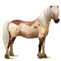 Pony Neufundland Pony Roan