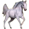 Pegasus-Reitpferd Andalusier Hellgrau