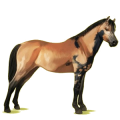 Pony Deutsches Reitpony Brauner