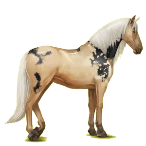 Reitpferd Andalusier Brauner
