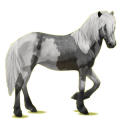 Reitpferd Isländer Brauner