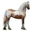 Reitpferd Friese Rappe