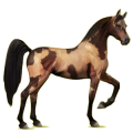 Reitpferd Araber Dunkelbrauner