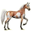 Reitpferd Araber Hellgrau