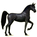 Pegasus-Reitpferd Araber Mausgrau