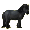 Pony Shetlandpony Apfelschimmel
