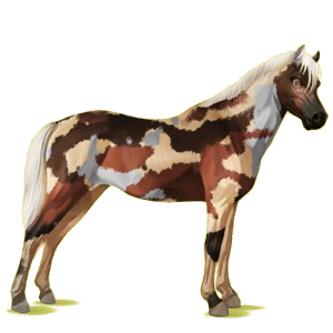 Pony Deutsches Reitpony Strawberry Roan
