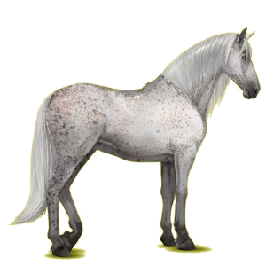 Reitpferd Andalusier Hellgrau