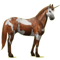 Einhorn-Reitpferd Paint Horse Brauner mit Tovero-Scheckung 