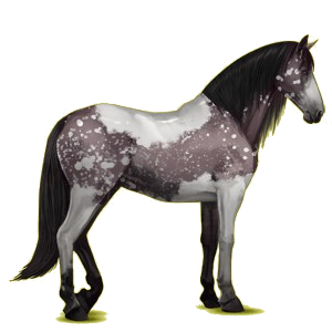 Reitpferd Andalusier Apfelschimmel