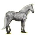 Reitpferd Andalusier Apfelschimmel