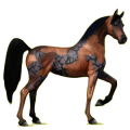 Reitpferd Araber Mausgrau