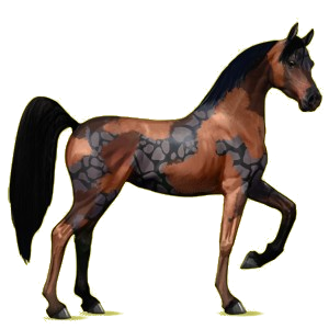 Reitpferd Araber Mausgrau