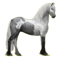 Reitpferd Friese Rappe