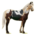 Reitpferd Paint Horse Overo-Fuchsschecke