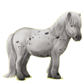 Pony Shetlandpony Rappe