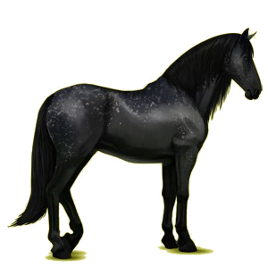 Reitpferd Berber Rappe