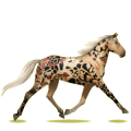 Reitpferd Morgan Fuchs