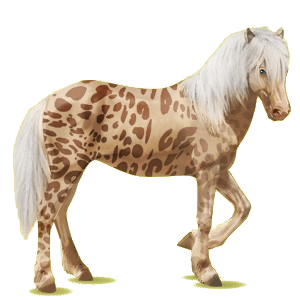 Reitpferd Isländer Brauner