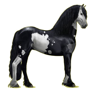 Reitpferd Friese Rappe