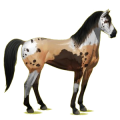 Reitpferd Mustang Falbe