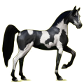 Reitpferd Araber Apfelschimmel