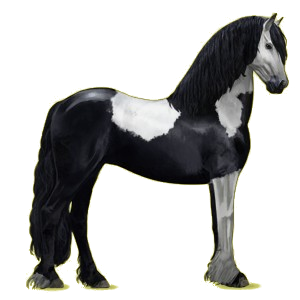 Reitpferd Friese Rappe