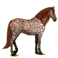 Reitpferd Lipizzaner Brauner