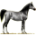 Reitpferd Araber Mausgrau