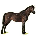 Pony Deutsches Reitpony Palomino