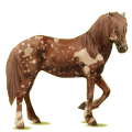 Reitpferd Isländer Fuchs